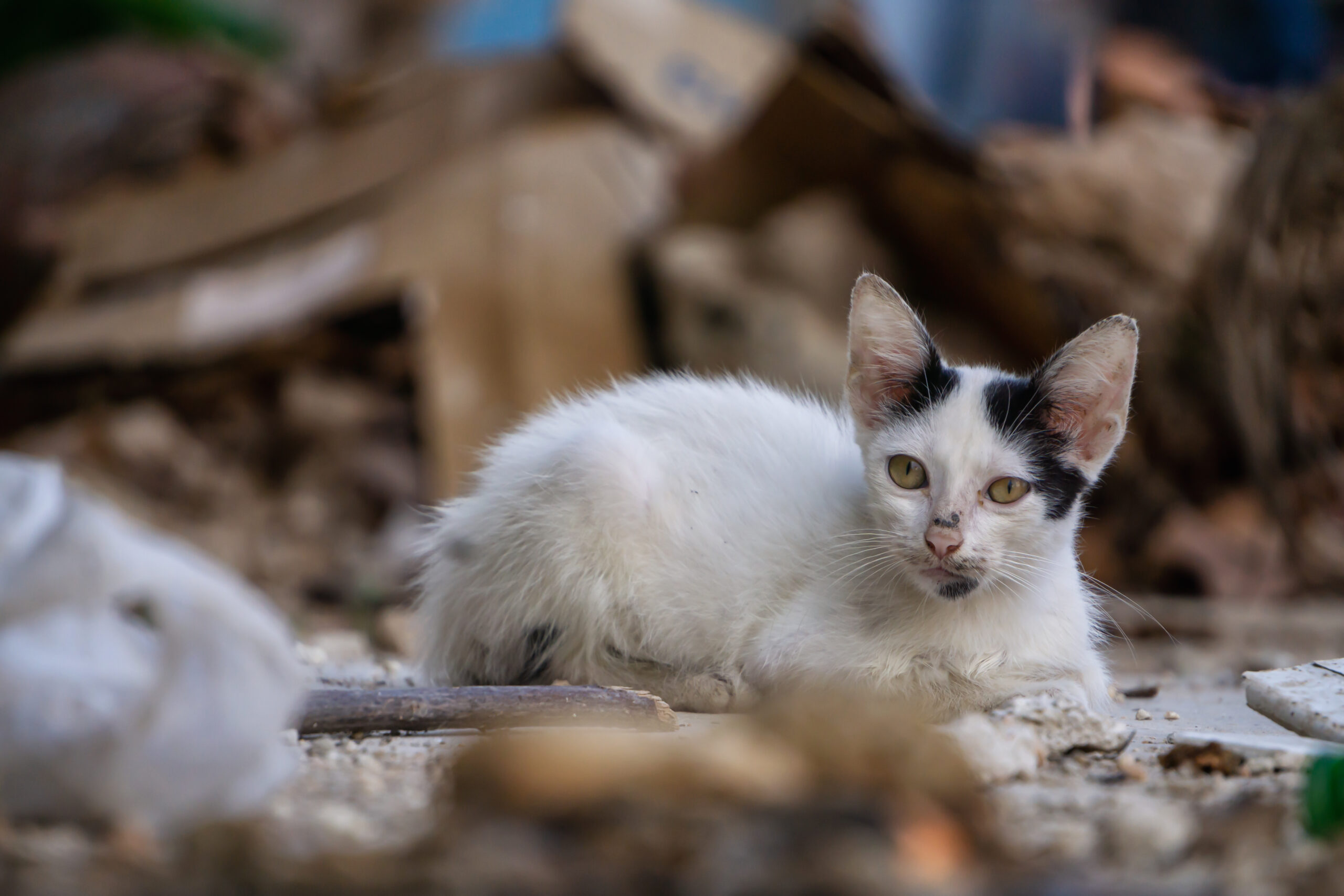 Dirty, homeless little kitty cat in the Streets of Old Havana City, Capital of Cuba